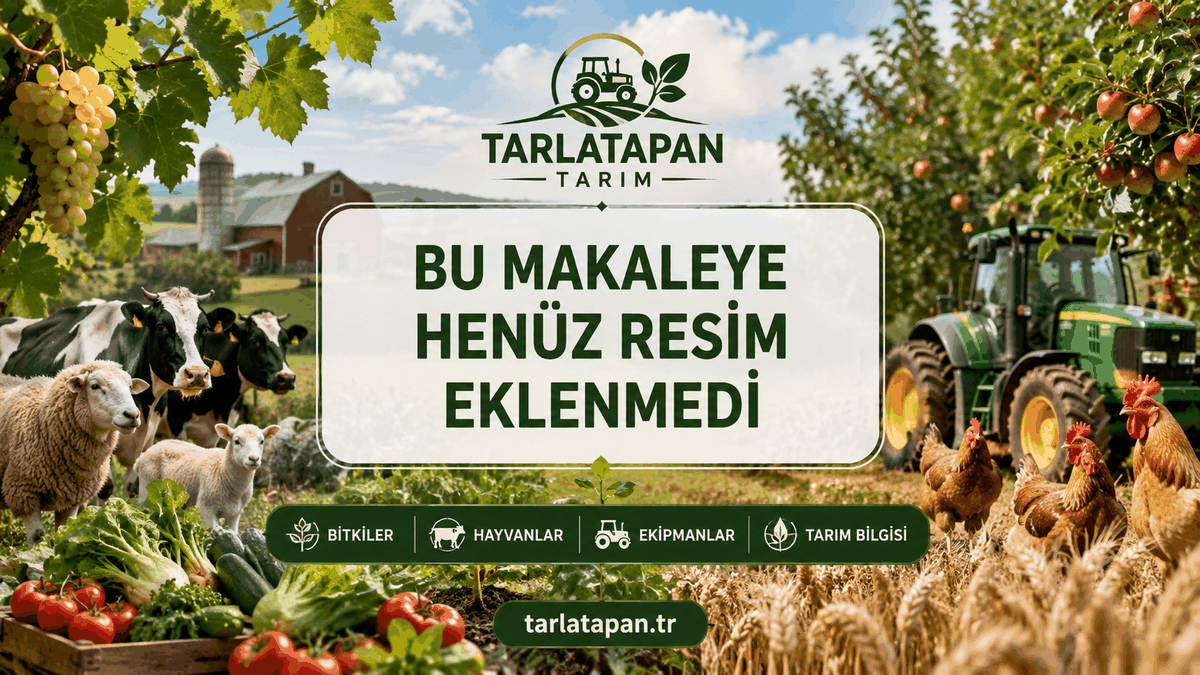 Nohutta Toprak Hazırlığı ve Toprak İsteği