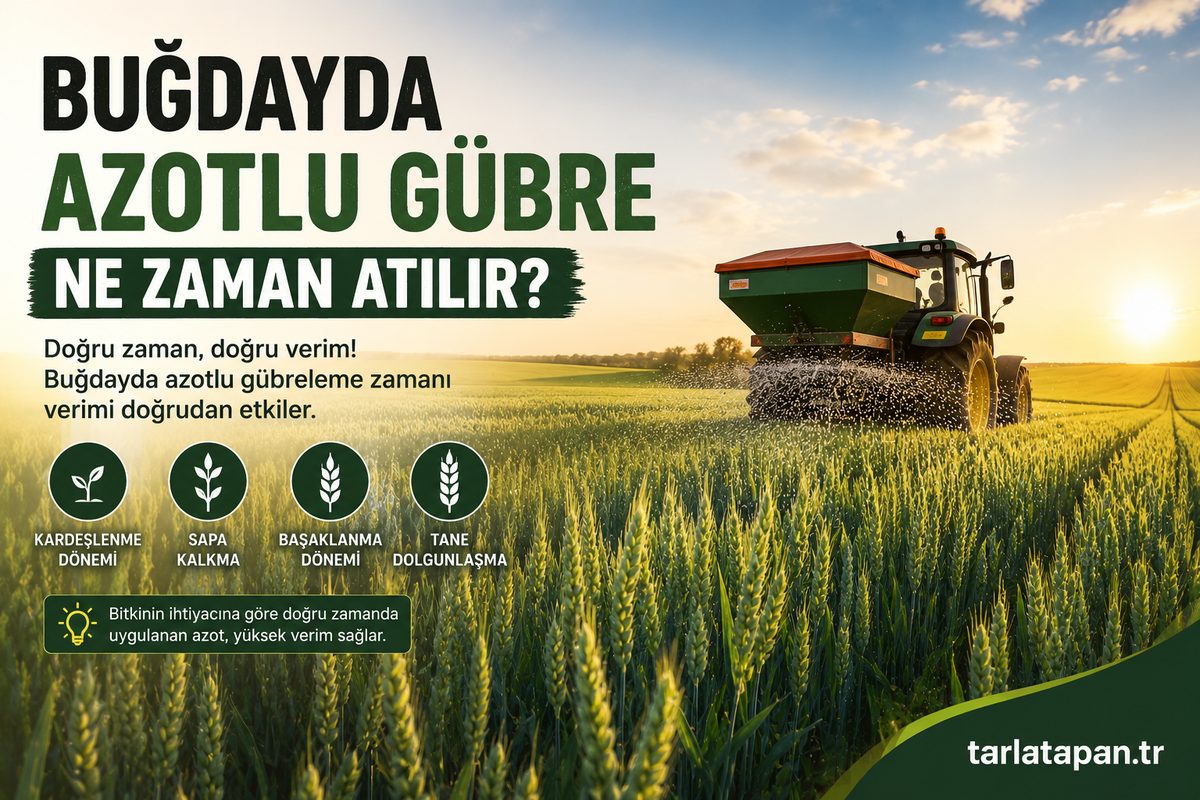 Buğdayda Azotlu Gübre Ne Zaman Atılır?