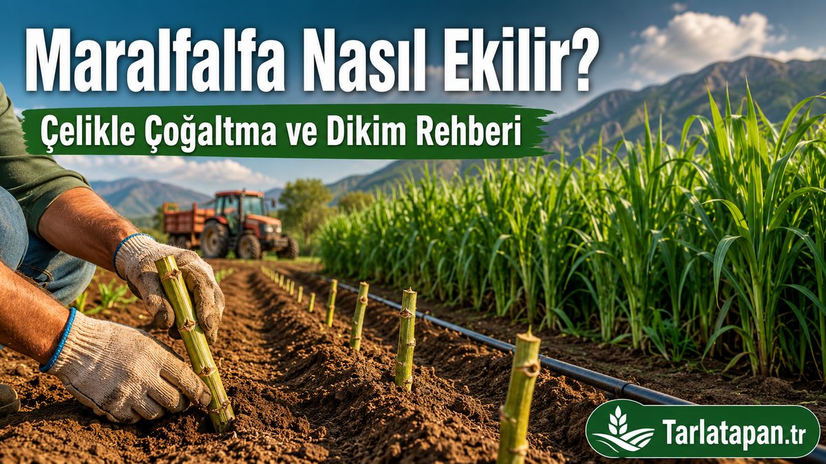 Maralfalfa Nasıl Ekilir? Çelikle Çoğaltma ve Dikim