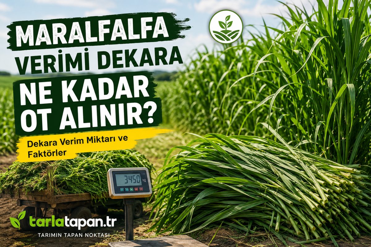 Maralfalfa Verimi: Dekara Ne Kadar Ot Alınır