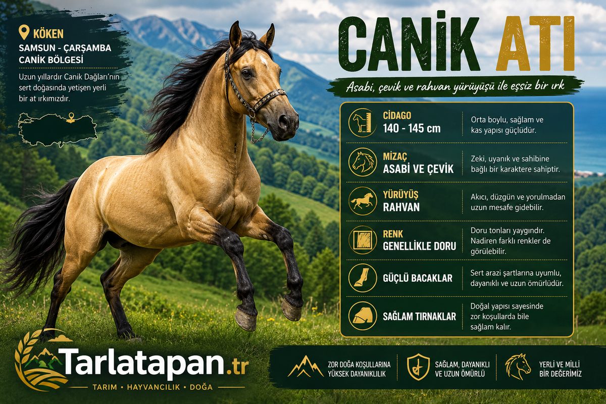 Canik Atı