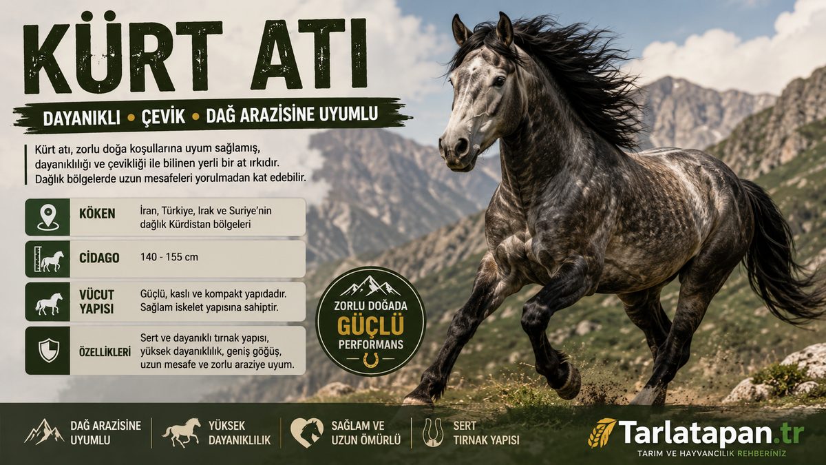 Kürt Atı