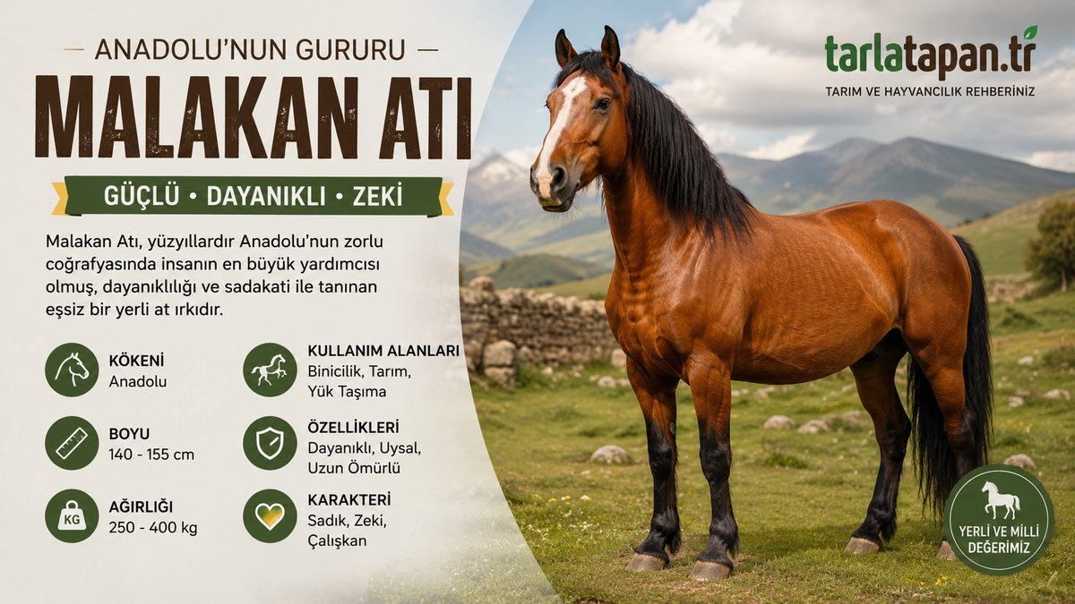 Malakan Atı