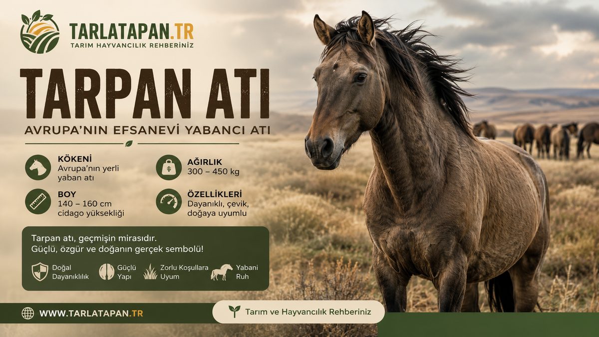 Tarpan Atı