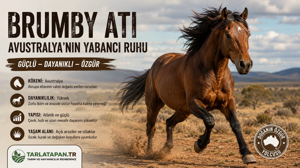 Brumby Atı