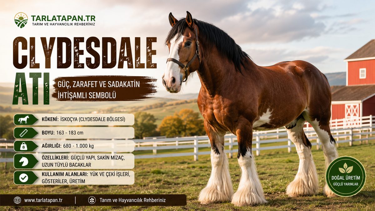 Clydesdale Atı