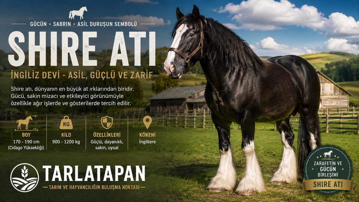 Shire Atı