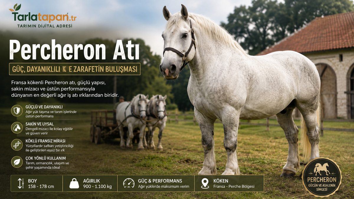 Percheron Atı