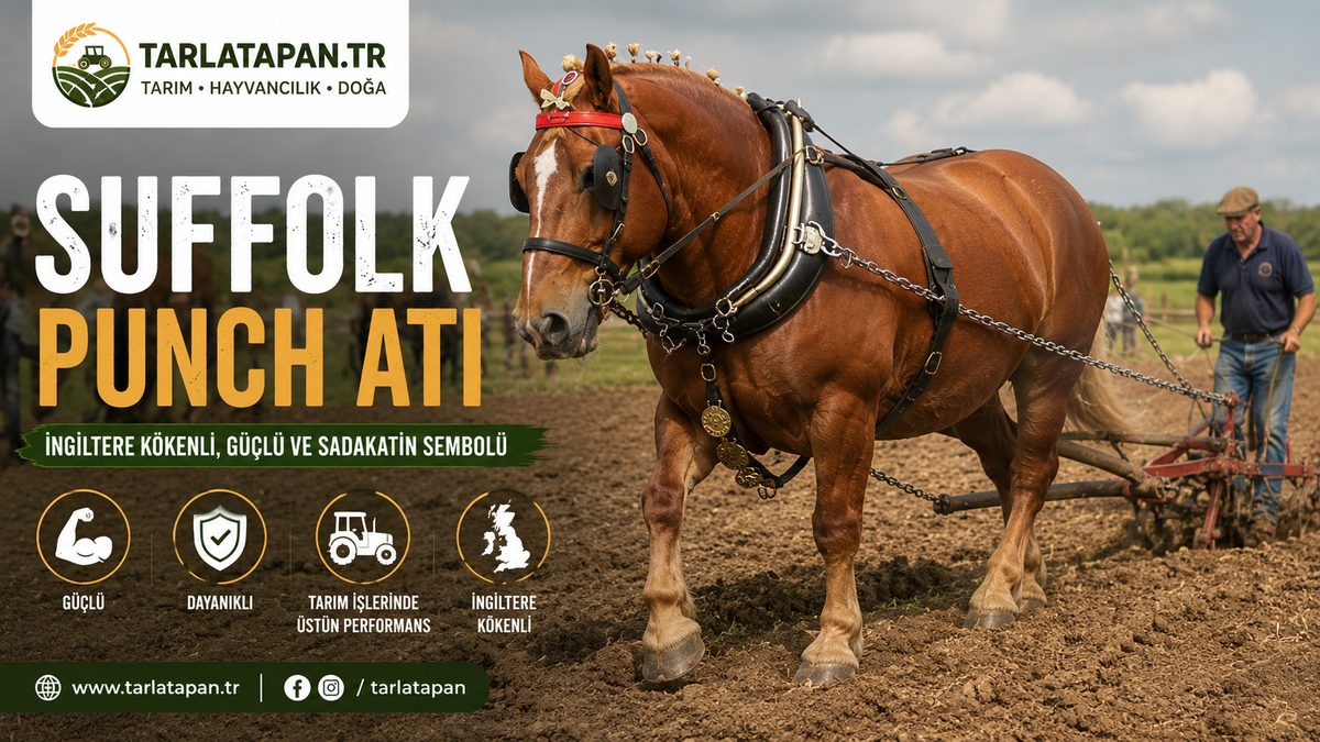 Suffolk Punch Atı