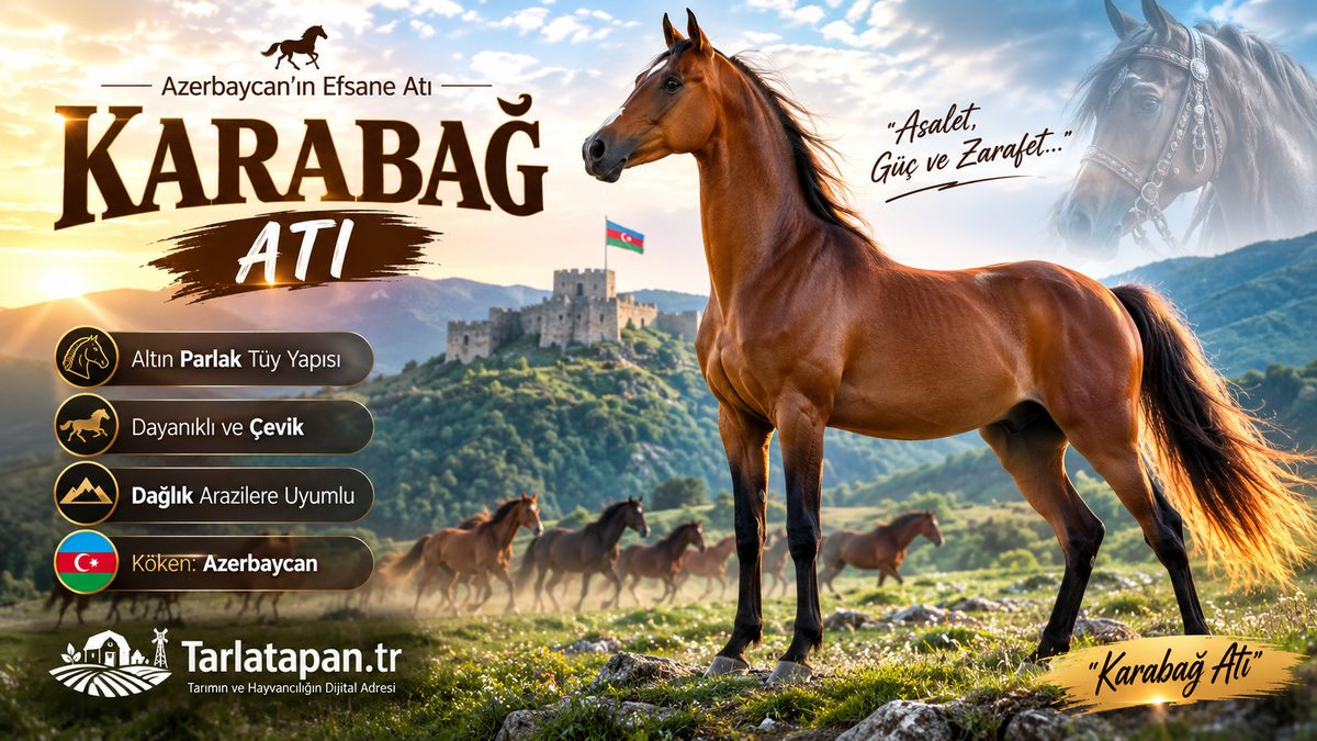 Karabağ Atı