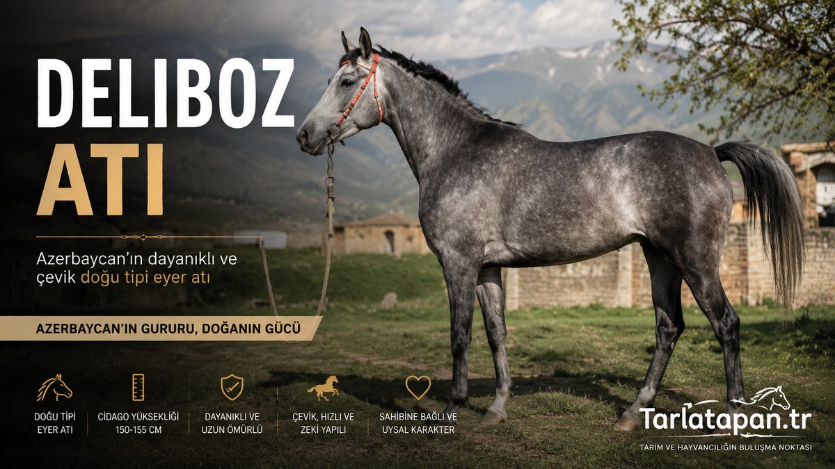 Deliboz Atı