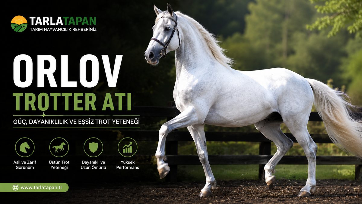Orlov Trotter Atı