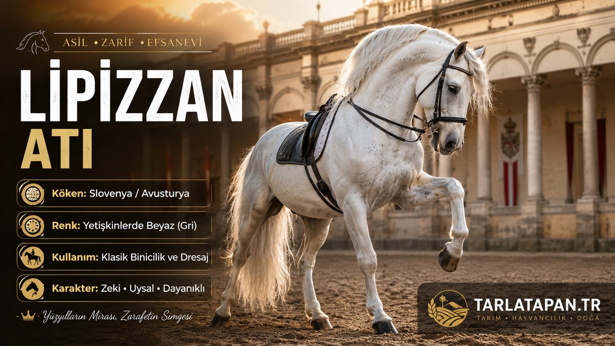 Lipizzan Atı