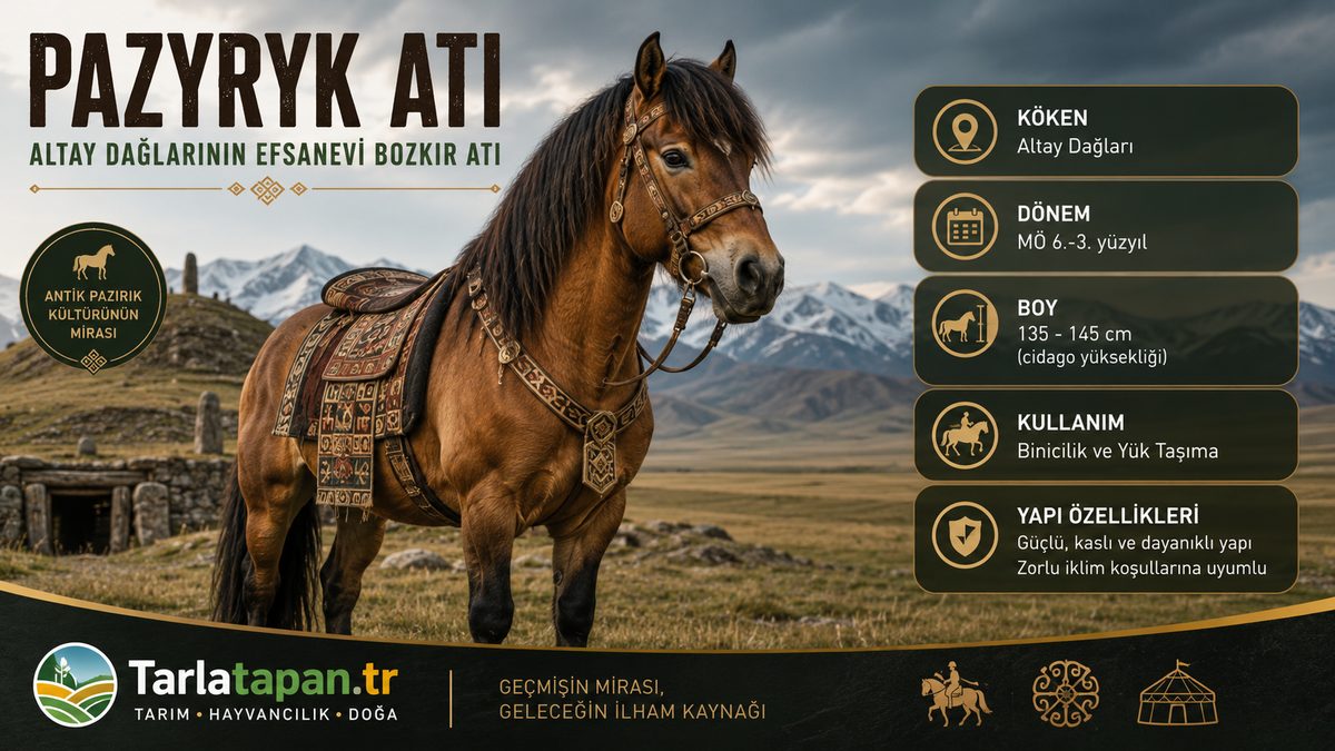 Pazyryk Atı
