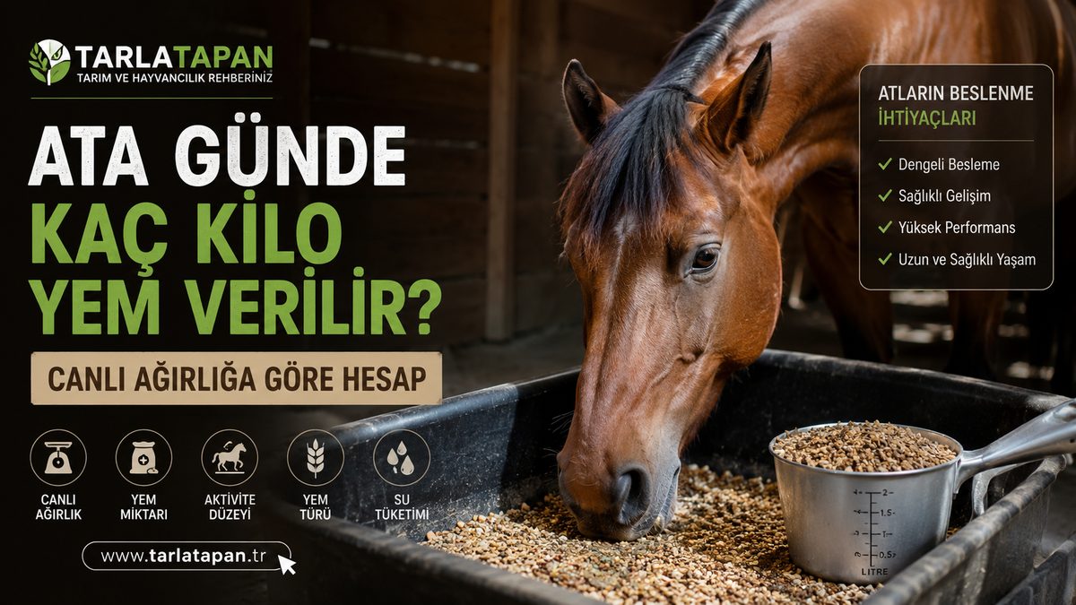 Ata Günde Kaç Kilo Yem Verilir? Canlı Ağırlığa Göre Hesap