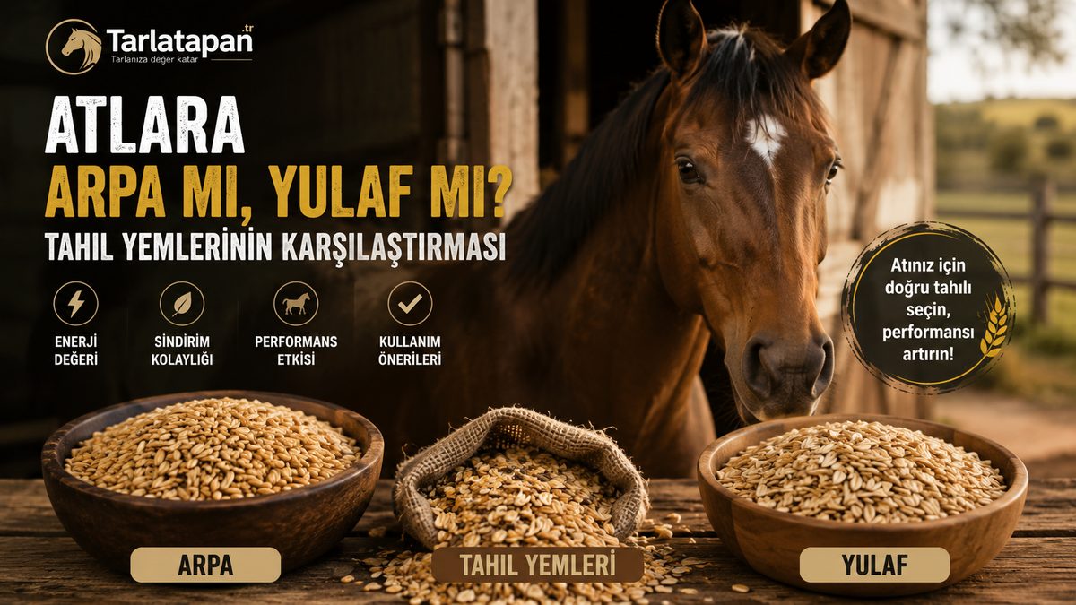 Atlara Arpa mı Yulaf mı? Tahıl Yemlerinin Karşılaştırması