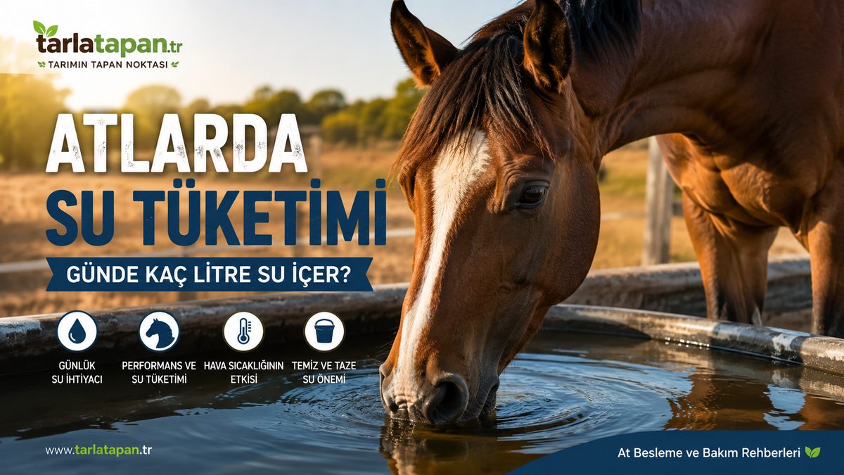 Atlarda Su Tüketimi: Günde Kaç Litre Su İçer