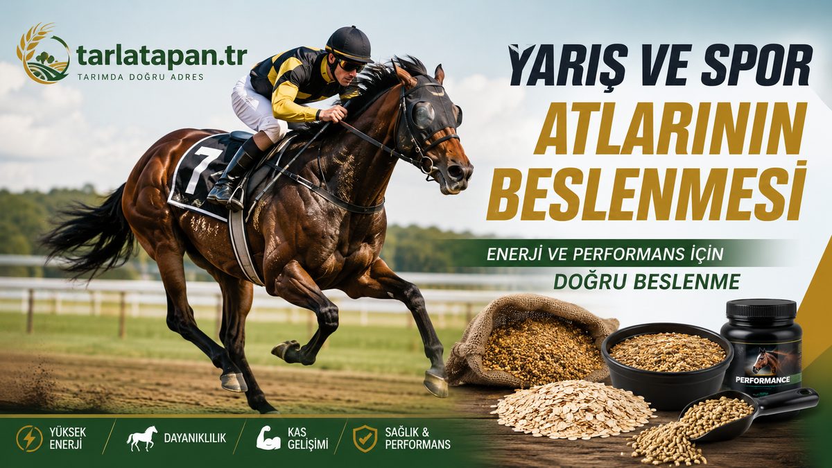 Yarış ve Spor Atlarının Beslenmesi: Enerji ve Performans