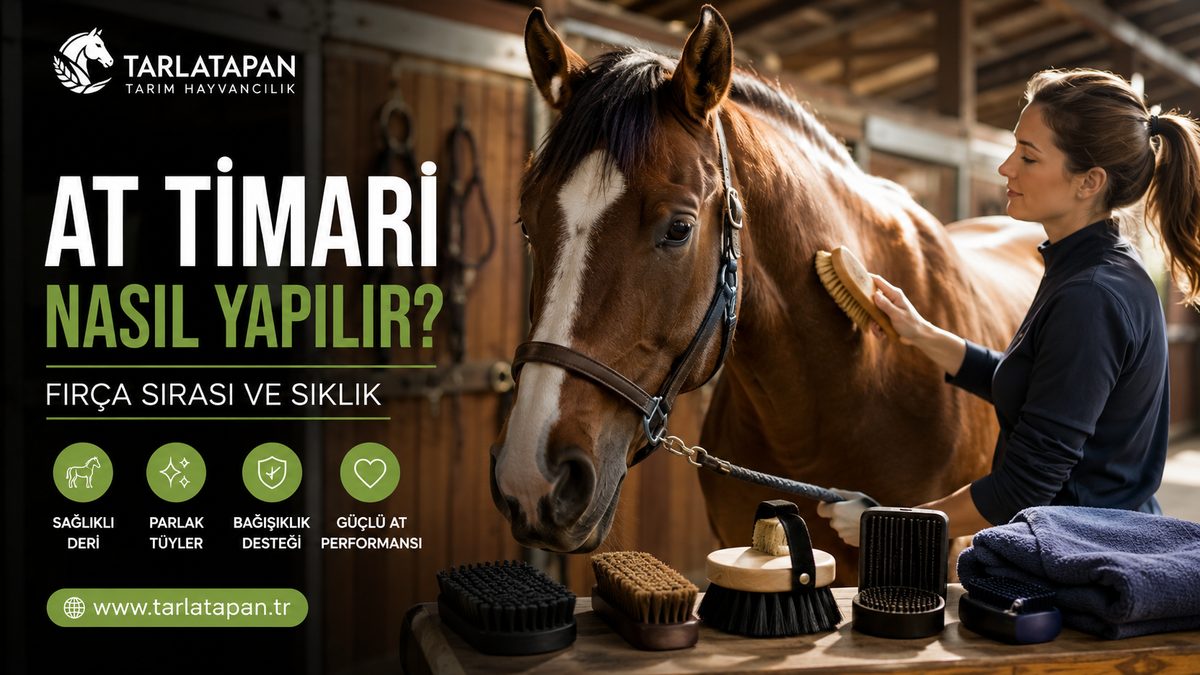 At Tımarı Nasıl Yapılır? Fırça Sırası ve Sıklık