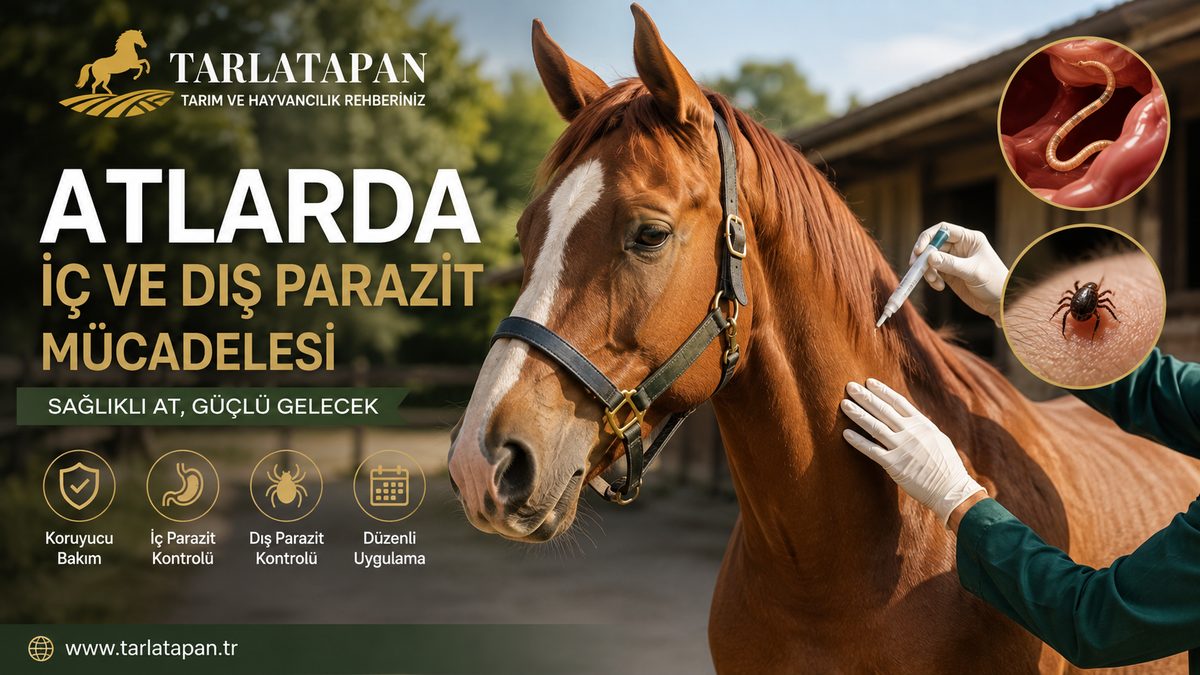 Atlarda İç ve Dış Parazit Mücadelesi