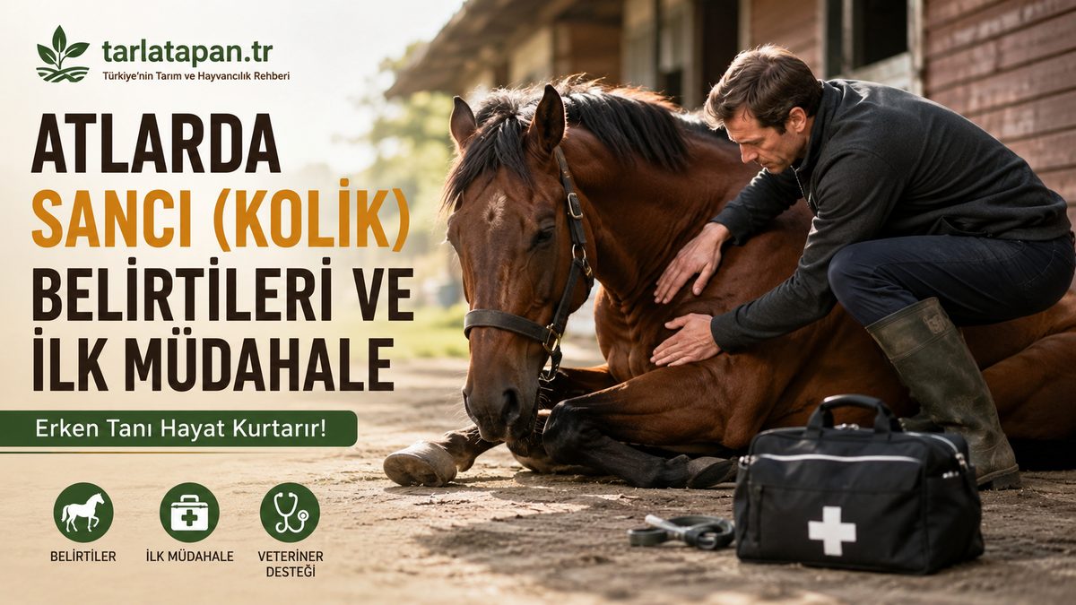 Atlarda Sancı (Kolik): Belirtileri ve İlk Müdahale