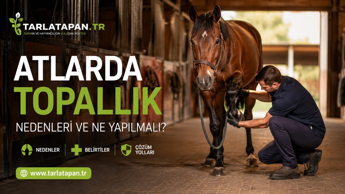 Atlarda Topallık: Nedenleri ve Ne Yapılmalı