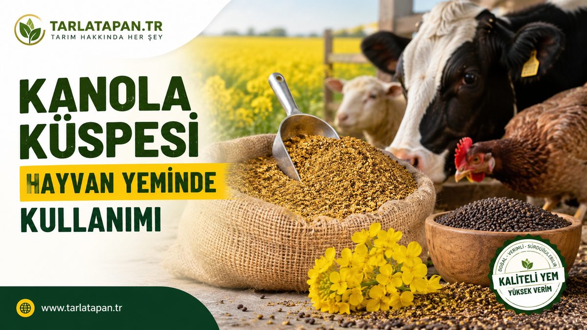 Kanola Küspesi Hayvan Yeminde Kullanımı