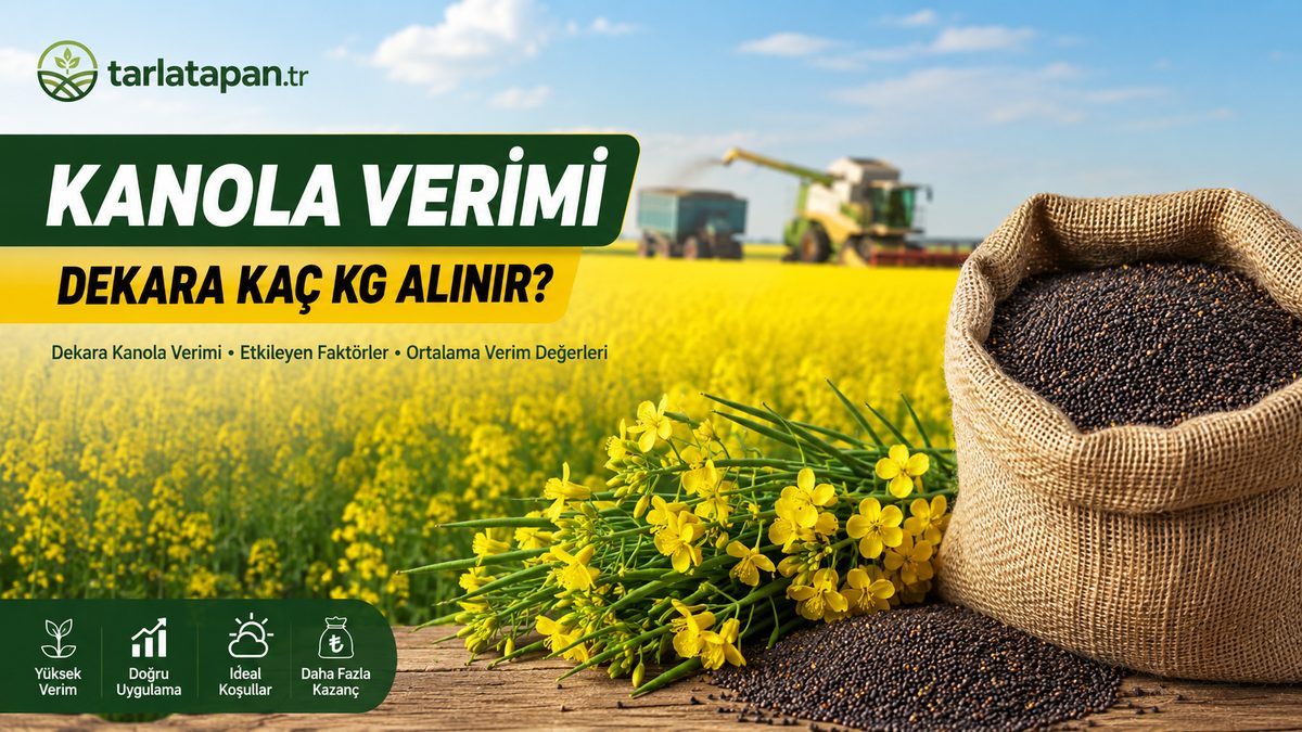 Kanola Verimi: Dekara Kaç Kg Alınır?