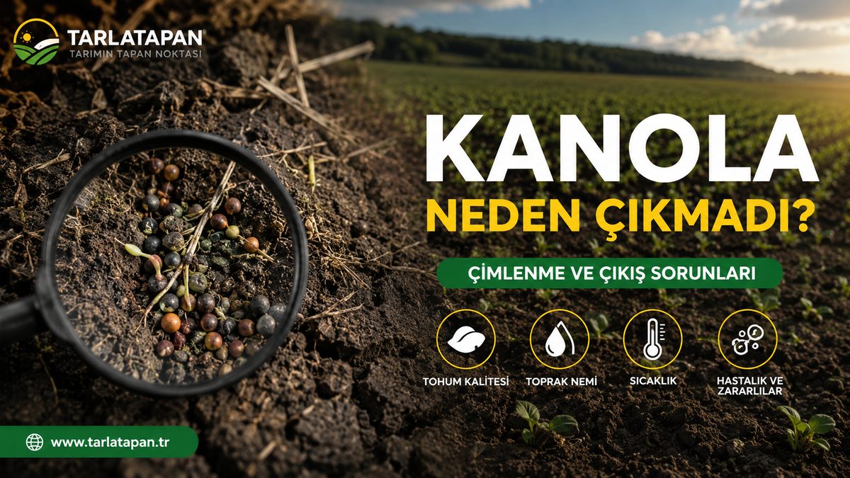 Kanola Neden Çıkmadı? Çimlenme ve Çıkış Sorunları