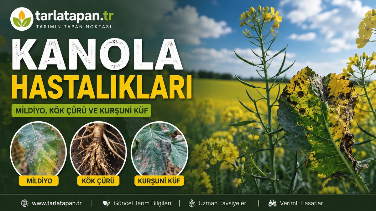 Kanola Hastalıkları: Mildiyö, Kök Uru ve Kurşuni Küf