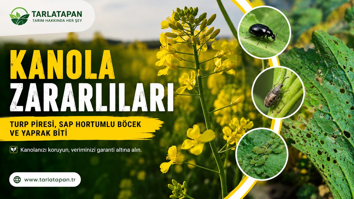 Kanola Zararlıları: Turp Piresi, Sap Hortumlu Böcek ve Yaprak Biti