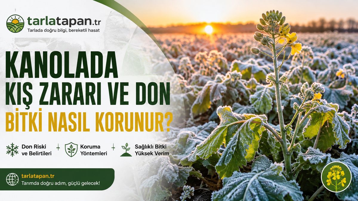 Kanolada Kış Zararı ve Don: Bitki Nasıl Korunur?