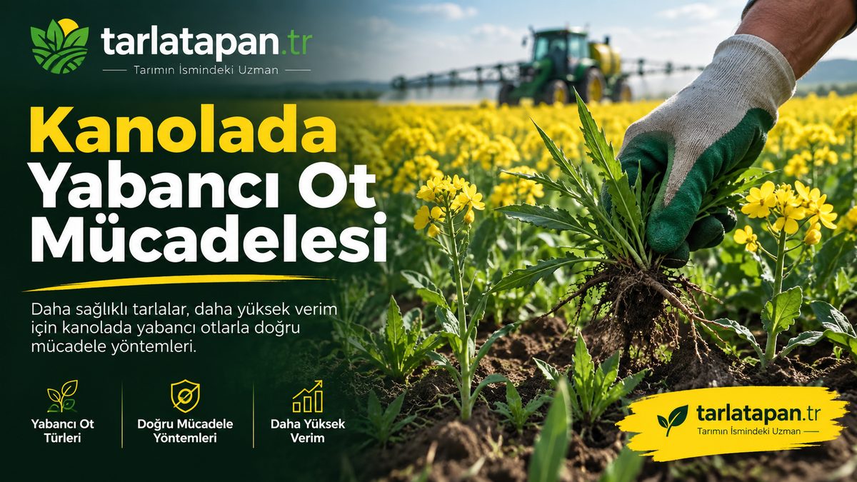 Kanolada Yabancı Ot Mücadelesi