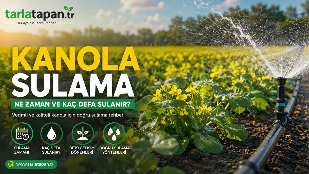 Kanola Sulama: Ne Zaman ve Kaç Defa Sulanır?