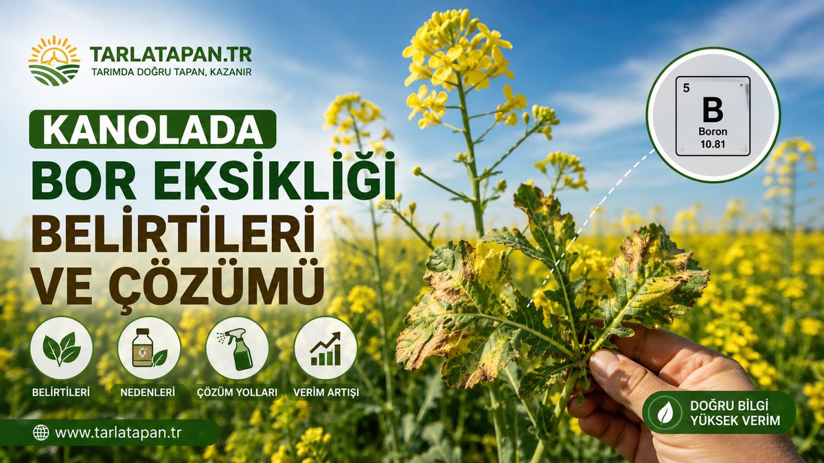 Kanolada Bor Eksikliği: Belirtileri ve Çözümü