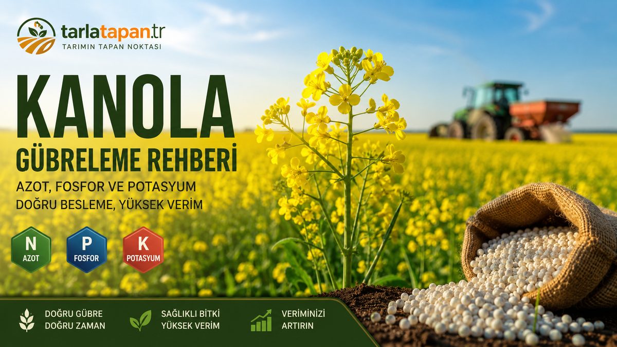 Kanola Gübreleme Rehberi: Azot, Fosfor ve Potasyum