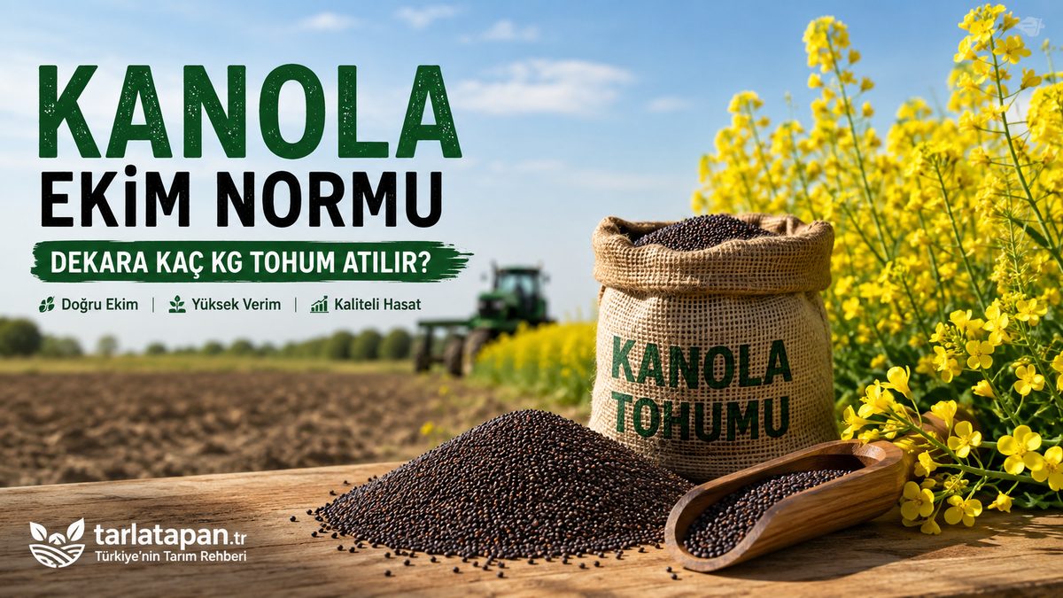 Kanola Ekim Normu: Dekara Kaç Kg Tohum Atılır?