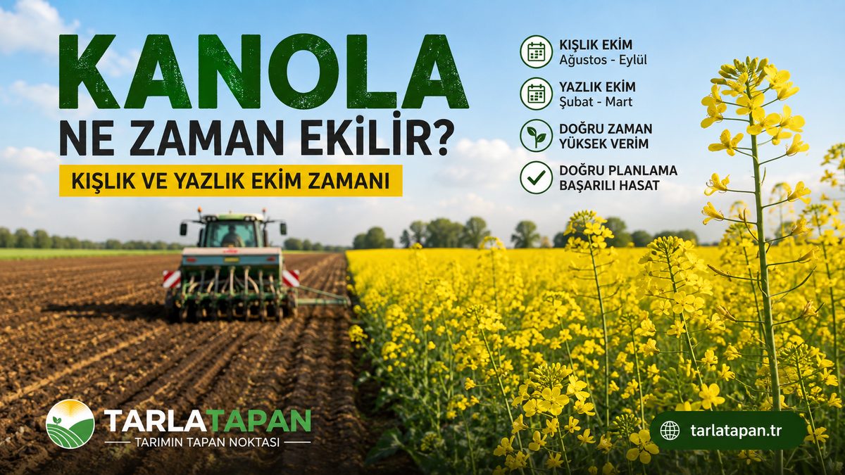 Kanola Ne Zaman Ekilir? Kışlık ve Yazlık Ekim Zamanı