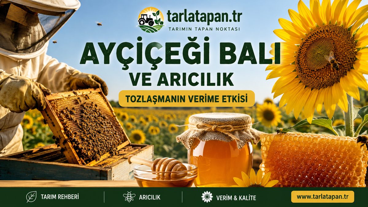 Ayçiçeği Balı ve Arıcılık: Tozlaşmanın Verime Etkisi