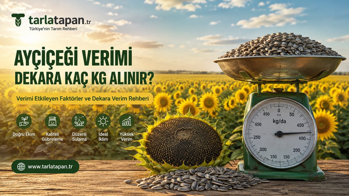 Ayçiçeği Verimi: Dekara Kaç Kg Alınır?