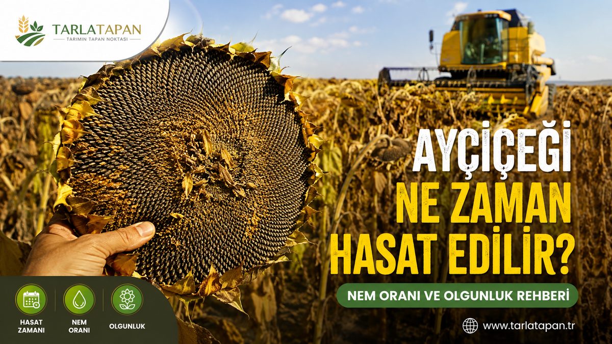 Ayçiçeği Ne Zaman Hasat Edilir? Nem Oranı ve Olgunluk