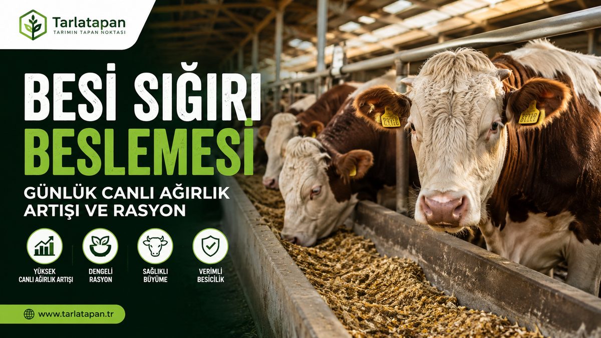 Besi Sığırı Beslemesi: Günlük Canlı Ağırlık Artışı ve Rasyon