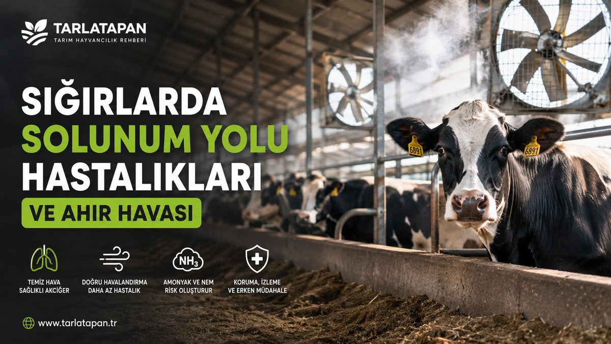 Sığırlarda Solunum Yolu Hastalıkları ve Ahır Havası