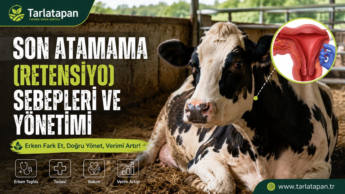 Son Atamama (Retensiyo): Sebepleri ve Yönetimi
