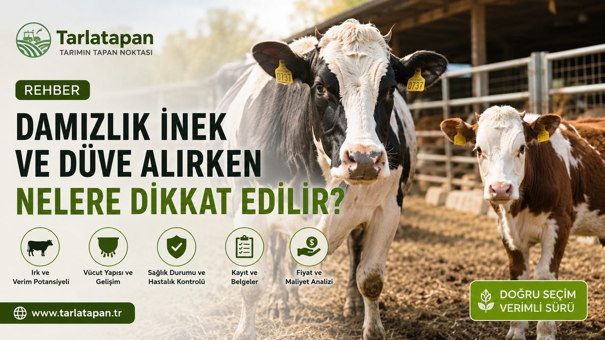 Damızlık İnek ve Düve Alırken Nelere Dikkat Edilir?