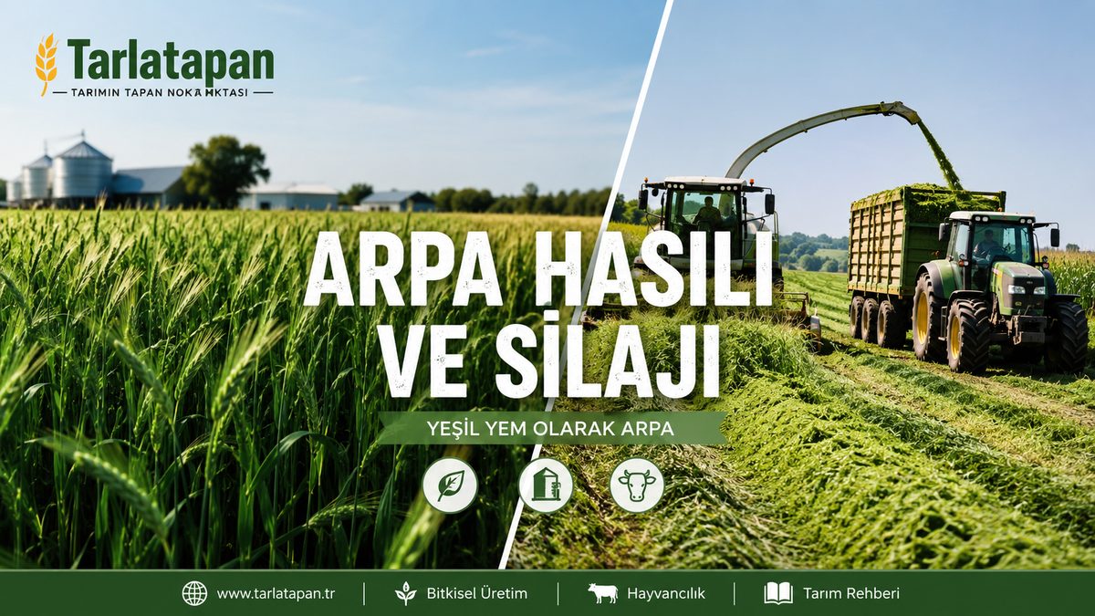 Arpa Hasılı ve Silajı: Yeşil Yem Olarak Arpa