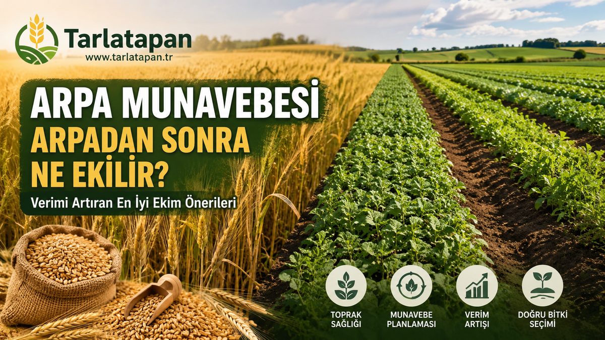 Arpa Münavebesi: Arpadan Sonra Ne Ekilir?