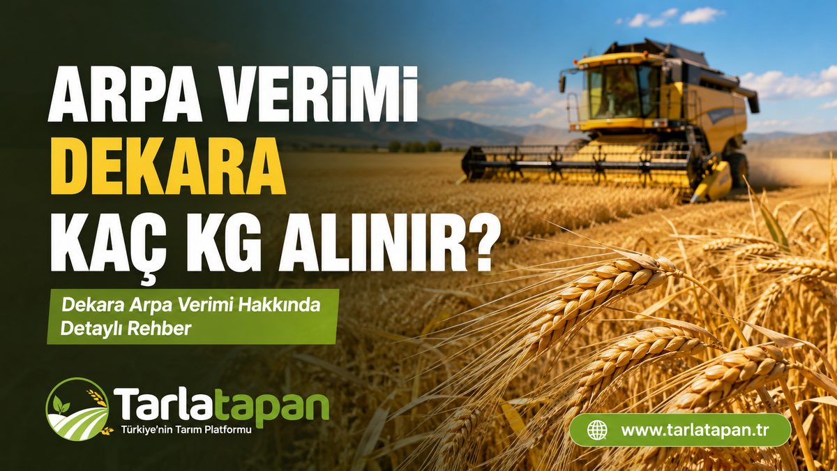 Arpa Verimi: Dekara Kaç Kg Alınır?