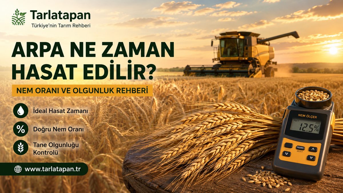 Arpa Ne Zaman Hasat Edilir? Nem Oranı ve Olgunluk