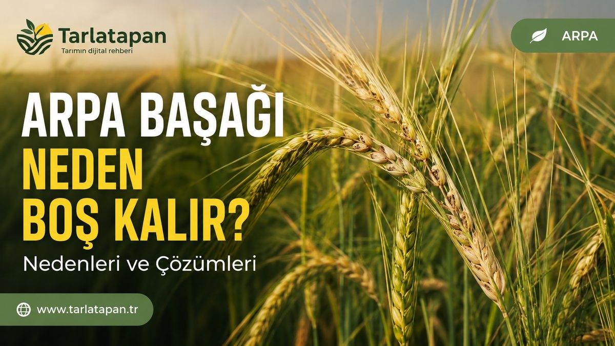Arpa Başağı Neden Boş Kalır?